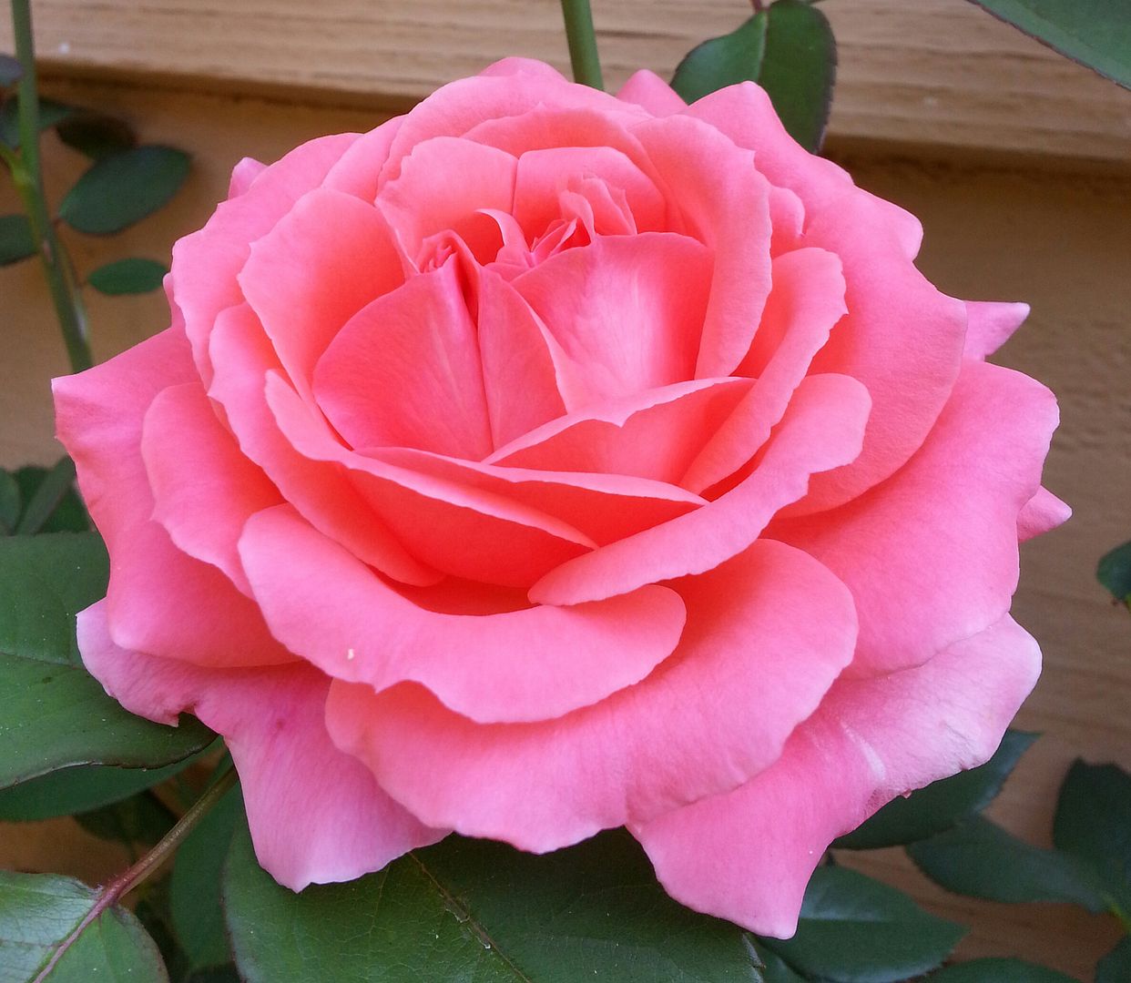  photo 20140823_112624-1_zpsawxck5va.jpg